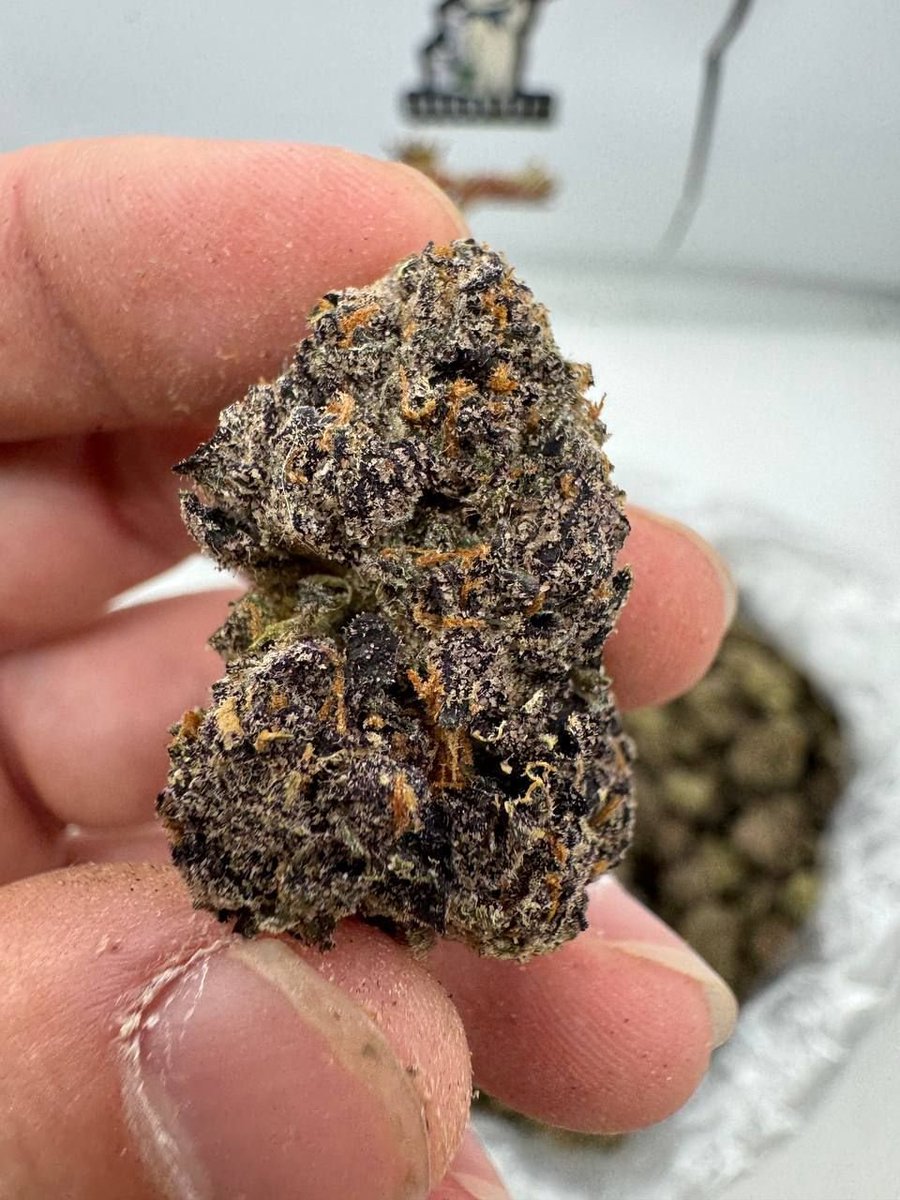 Wizkhalifakushs's tweet photo. All cannabis strains and seeds available 
Visit our site 
https://t.co/IHLyfjdowB

#cannabis #marijuana #californiaweed #weed #buds #420s #dispensary #kush #smokers #smokeweed #high https://t.co/4Anyas7CoU