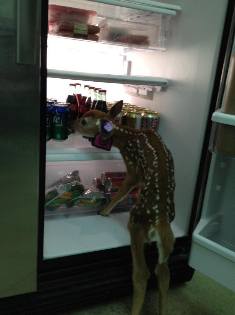 deershouldnt's tweet photo. https://t.co/OIbE9DgoNG