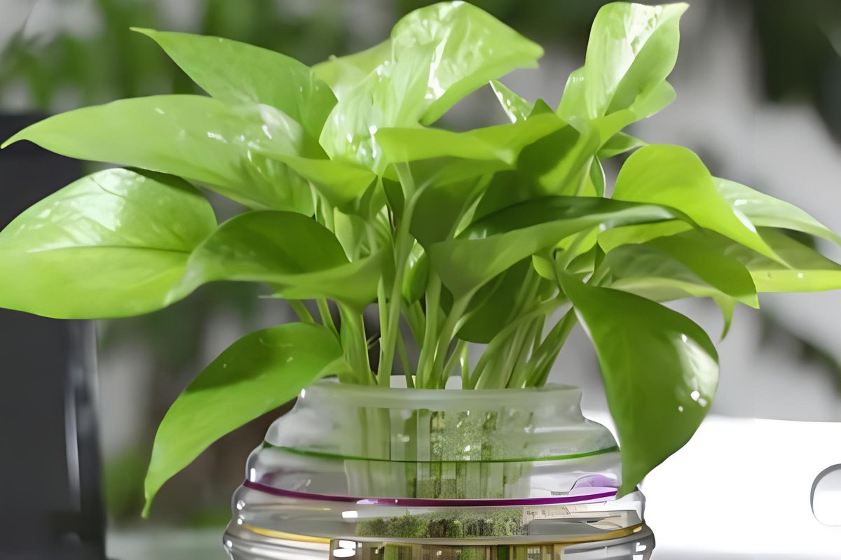 cheru959229's tweet photo. Taking 5 mins daily to mist your pothos keeps its leaves lush u0026 fresh—no green thumb required! https://t.co/7YlpPDk7vK