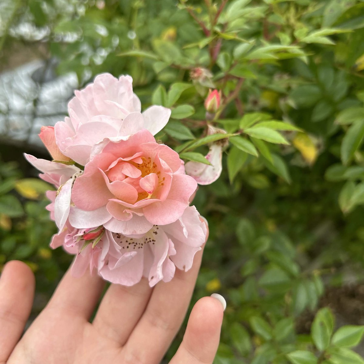 FeyreElfsunVT's tweet photo. Uma amiga minha tirou foto de flores e falou que lembrava de mim🌸

nunca fiquei tão boiola!🩷☺️ https://t.co/55oLUC5dmJ