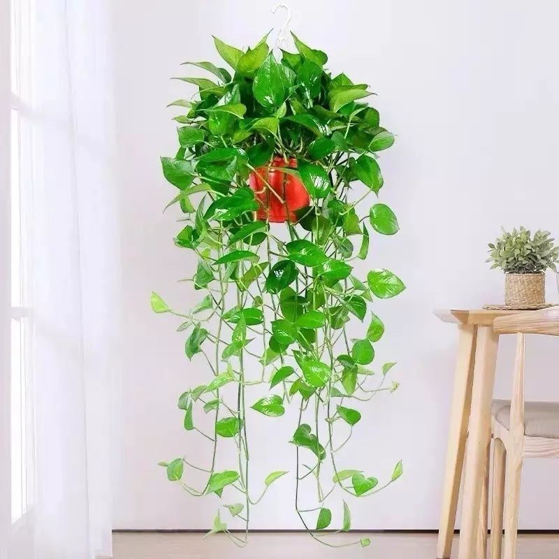 InezLongacre's tweet photo. Pro tip for your pothos! Let the top 2 inches of soil dry out before watering – it stays lush and bouncy, no root rot trouble! #PlantCare #HouseplantHacks， https://t.co/cOMeTVdMXP