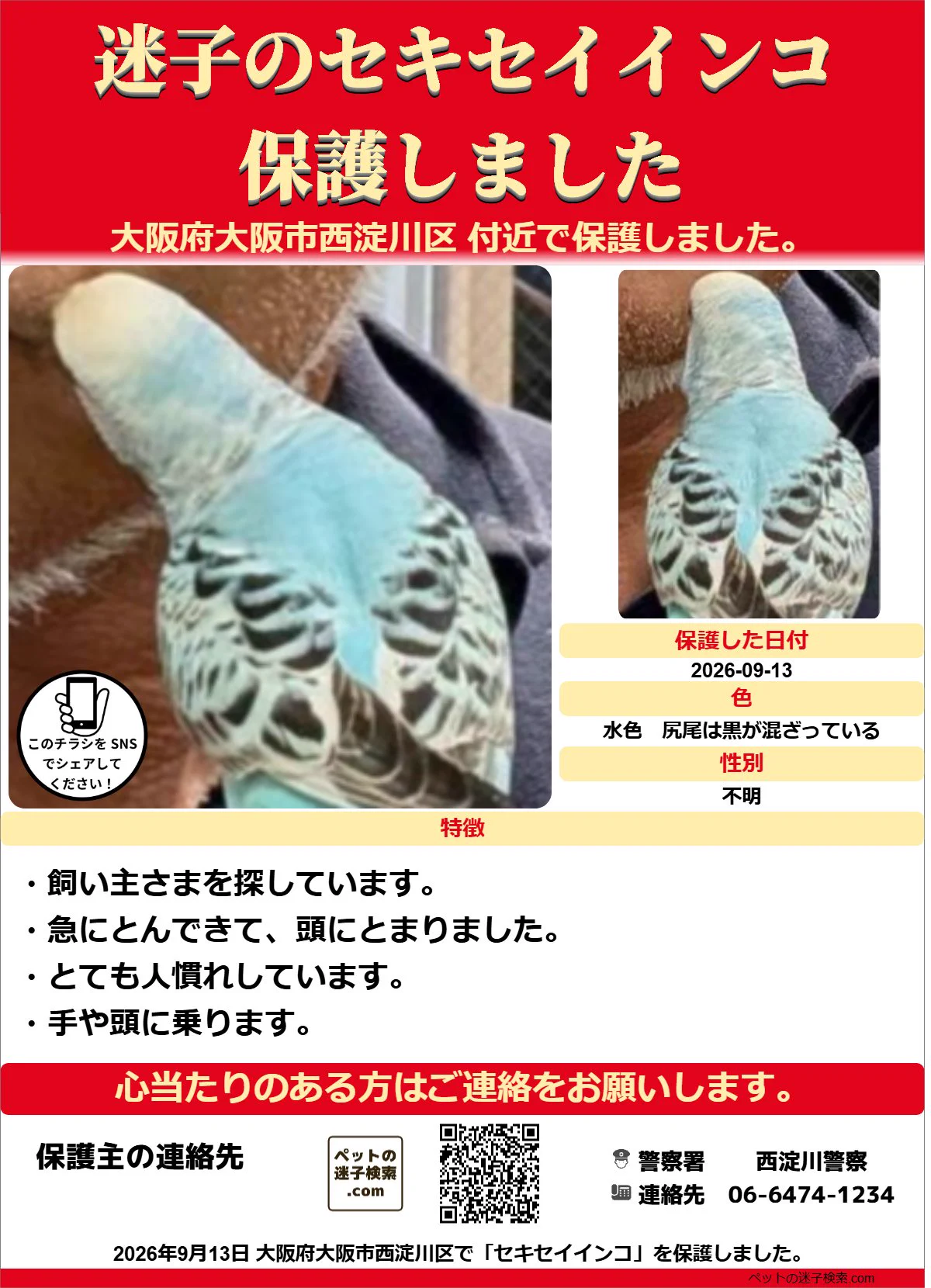 インコ様ご確認用ページ！ 本家】ペットの迷子検索.com on X: 