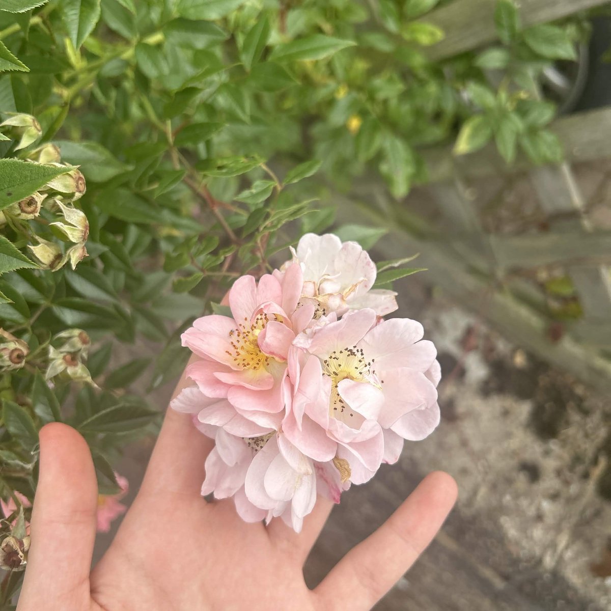 FeyreElfsunVT's tweet photo. Uma amiga minha tirou foto de flores e falou que lembrava de mim🌸

nunca fiquei tão boiola!🩷☺️ https://t.co/55oLUC5dmJ