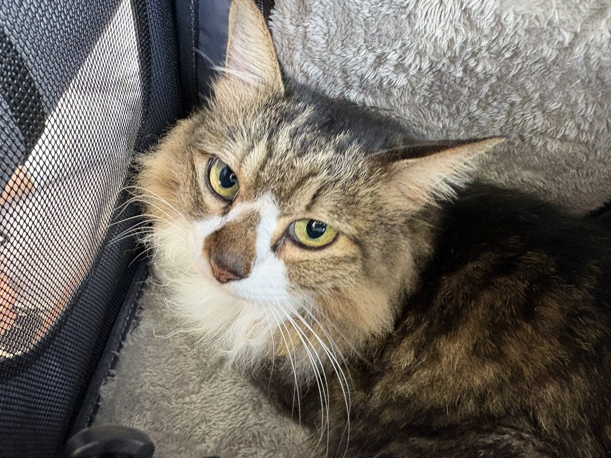 ka_t_ta's tweet photo. 今日は初めての病院で、初めての外出でしたー！
猫かぶりモードで大人しくしてくれたけど、採血や爪切りはやっぱり大変だったみたい(￣▽￣;)
ワクチンも打ったので、帰ったらぐったりでした https://t.co/dDv0JQoOqk