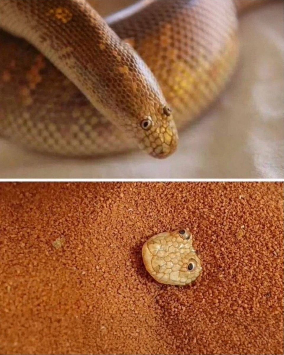 pmamtraveller's tweet photo. an Arabian sand boa looks like a snake drawn by a child https://t.co/TIOMNuu8dx