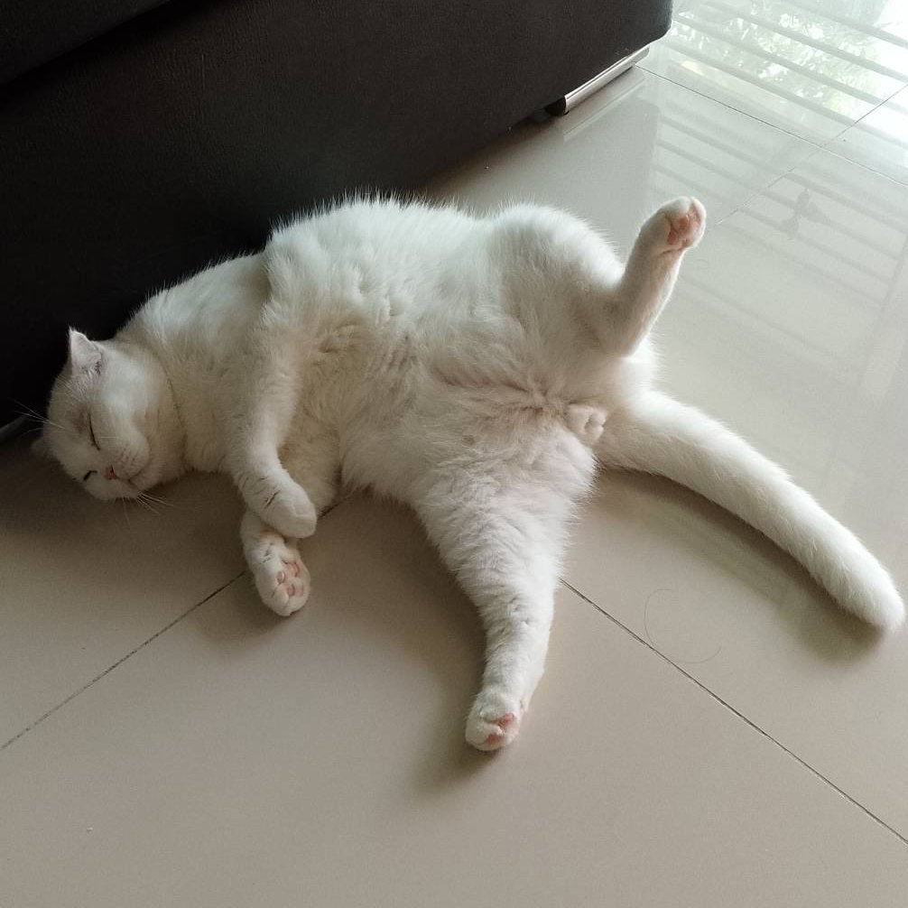 pibimcats's tweet photo. มองไวๆ เหมือนแมว 5 ขา สาธุ 789 https://t.co/SA5UK6oCfo