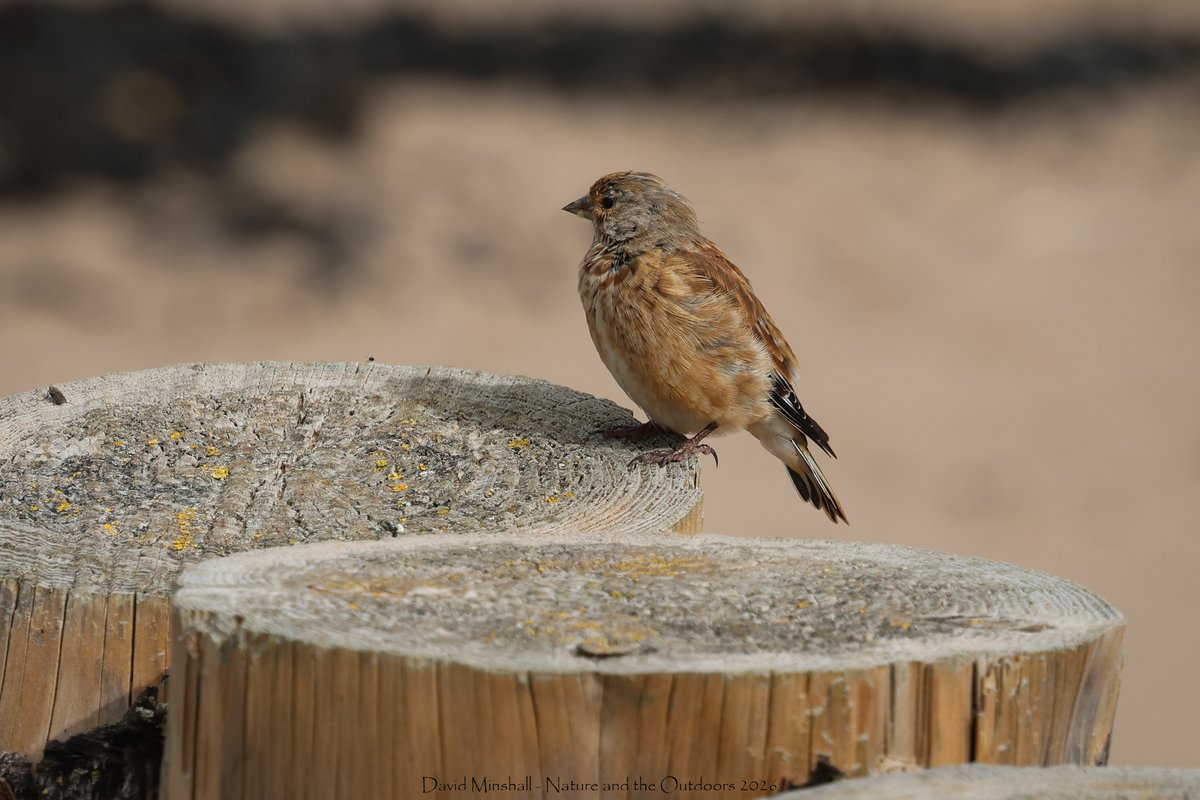 dbminshall's tweet photo. Well that was a nice surprise yesterday - took a wander on the beach at Dunster, Somerset, and came across a small flock of Greenfinch, plus some Linnet. (12.09.26) #somersetbirding #ukwildlife #birds https://t.co/XkBcQ6gcCn