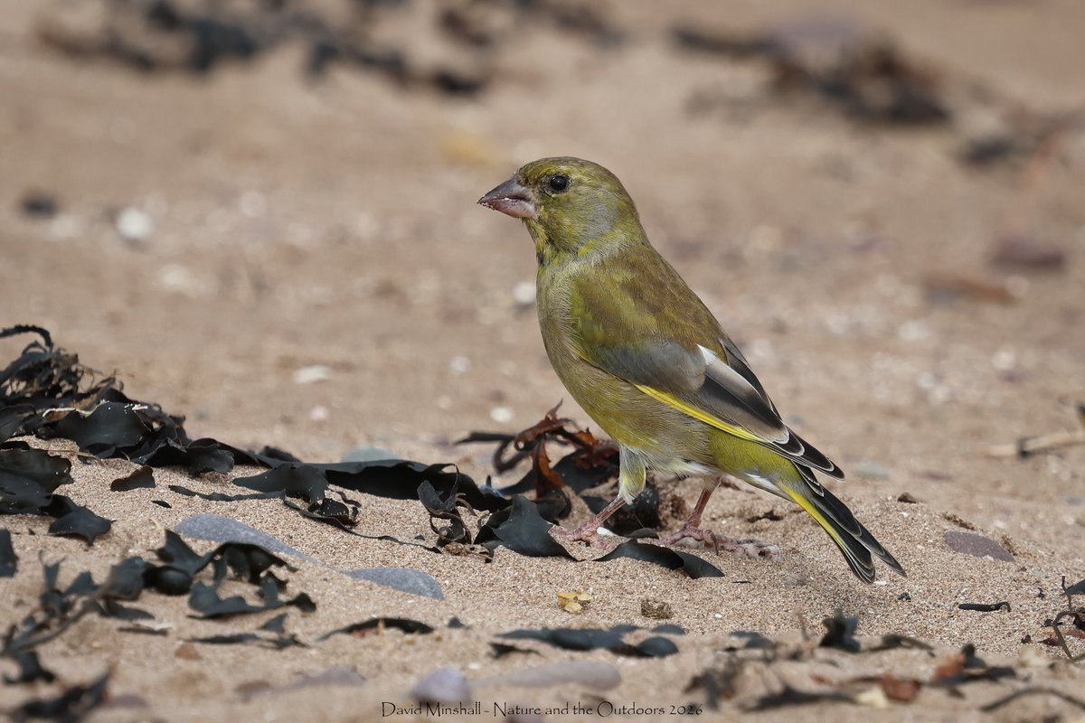 dbminshall's tweet photo. Well that was a nice surprise yesterday - took a wander on the beach at Dunster, Somerset, and came across a small flock of Greenfinch, plus some Linnet. (12.09.26) #somersetbirding #ukwildlife #birds https://t.co/XkBcQ6gcCn