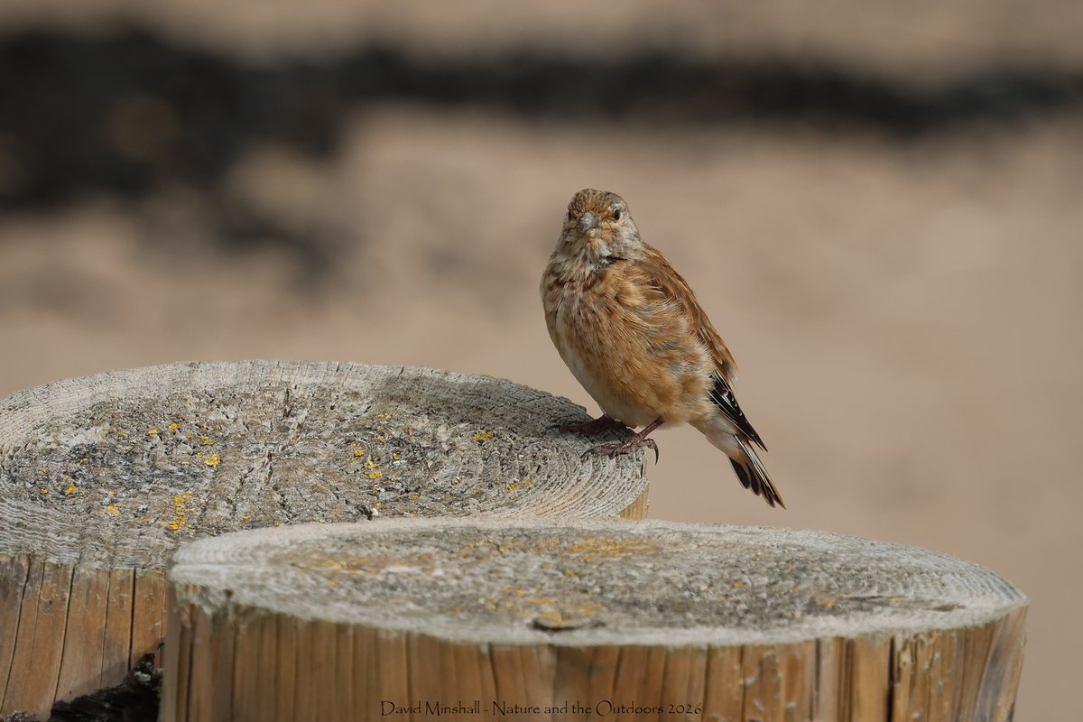 dbminshall's tweet photo. Well that was a nice surprise yesterday - took a wander on the beach at Dunster, Somerset, and came across a small flock of Greenfinch, plus some Linnet. (12.09.26) #somersetbirding #ukwildlife #birds https://t.co/XkBcQ6gcCn