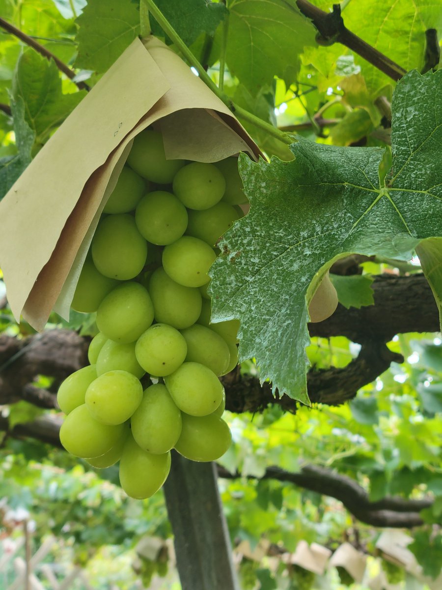usatan_ra3's tweet photo. 今年も葡萄狩り🍇
今年は7房も買っちゃった🥰
あと何で買った？のワイン
これとぽこポケをお供にシルバーウィークを過ごす！最高！ https://t.co/pqtrCLz4Cl