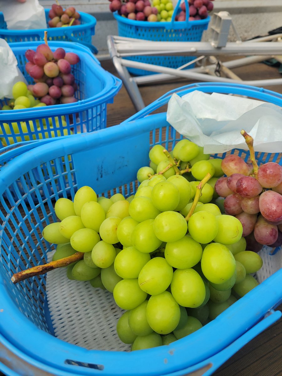 usatan_ra3's tweet photo. 今年も葡萄狩り🍇
今年は7房も買っちゃった🥰
あと何で買った？のワイン
これとぽこポケをお供にシルバーウィークを過ごす！最高！ https://t.co/pqtrCLz4Cl