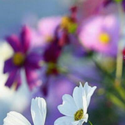 TimRobi09565808's tweet photo. 🌸 💦 💐 🌱 🌸 🌈 Whittled flutes from bamboo stalks, breaths coaxing melodies from hollow hearts. https://t.co/c0K1Zgei0L