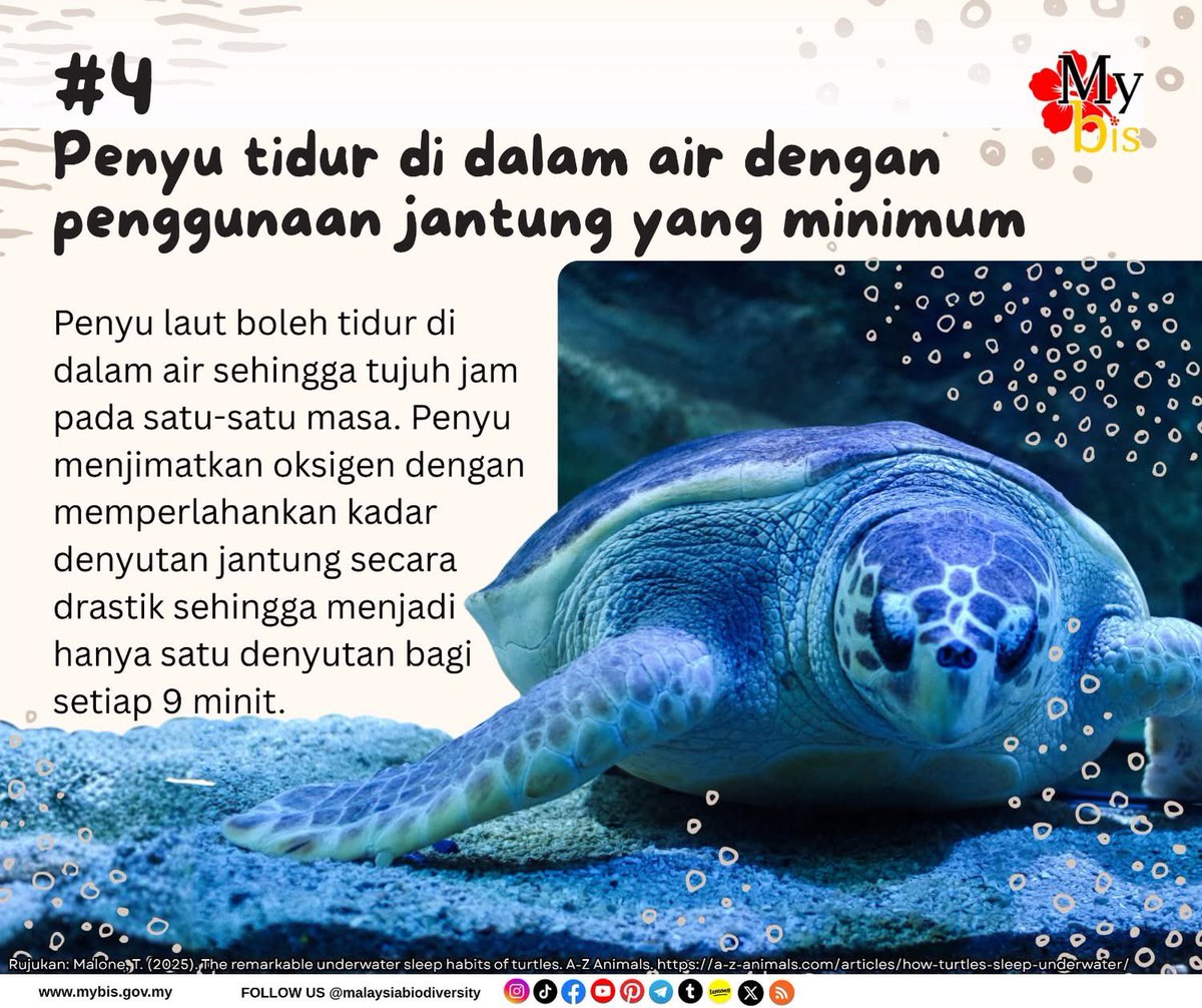 mybisgovmy's tweet photo. Sempena pendaratan kali kedua Penyu Belimbing di Terengganu, jom kita ulang kaji berkenaan penyu.

4 Fakta Unik Mengenai Penyu Laut Yang Anda Perlu Tahu!

1️⃣ Mulut Penyu Belimbing adalah Perangkap ubur-ubur!
2️⃣ Penyu Menangis Bukan Kerana Sedih!
3️⃣ Suhu Pasir Menentukan Jantina Anak Penyu! 
4️⃣ Boleh Tidur di Dalam Air Sehingga 7 Jam! 

Penerangan lanjut ada dlm gambar.