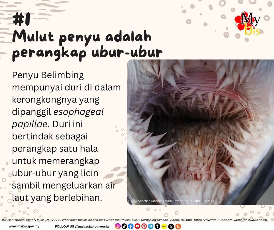 mybisgovmy's tweet photo. Sempena pendaratan kali kedua Penyu Belimbing di Terengganu, jom kita ulang kaji berkenaan penyu.

4 Fakta Unik Mengenai Penyu Laut Yang Anda Perlu Tahu!

1️⃣ Mulut Penyu Belimbing adalah Perangkap ubur-ubur!
2️⃣ Penyu Menangis Bukan Kerana Sedih!
3️⃣ Suhu Pasir Menentukan Jantina Anak Penyu! 
4️⃣ Boleh Tidur di Dalam Air Sehingga 7 Jam! 

Penerangan lanjut ada dlm gambar.