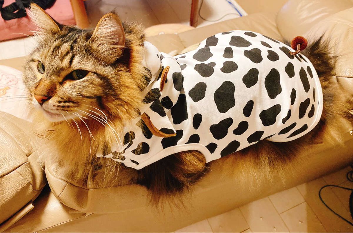 moca_necco's tweet photo. 結構気に入ってる、牛柄の服

#猫 
#メインクーン 
#猫好き https://t.co/J5859T5Axm