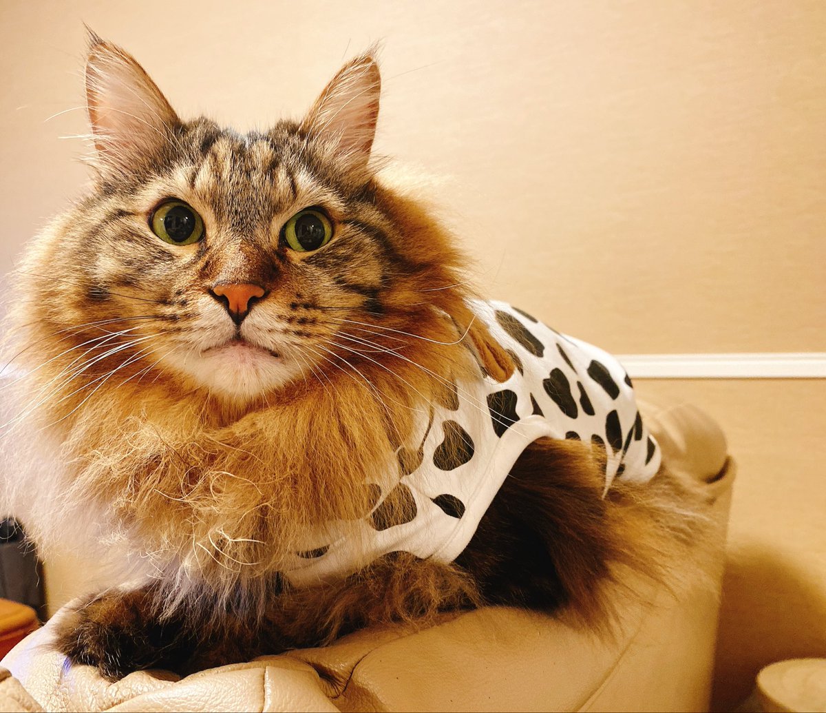moca_necco's tweet photo. 結構気に入ってる、牛柄の服

#猫 
#メインクーン 
#猫好き https://t.co/J5859T5Axm