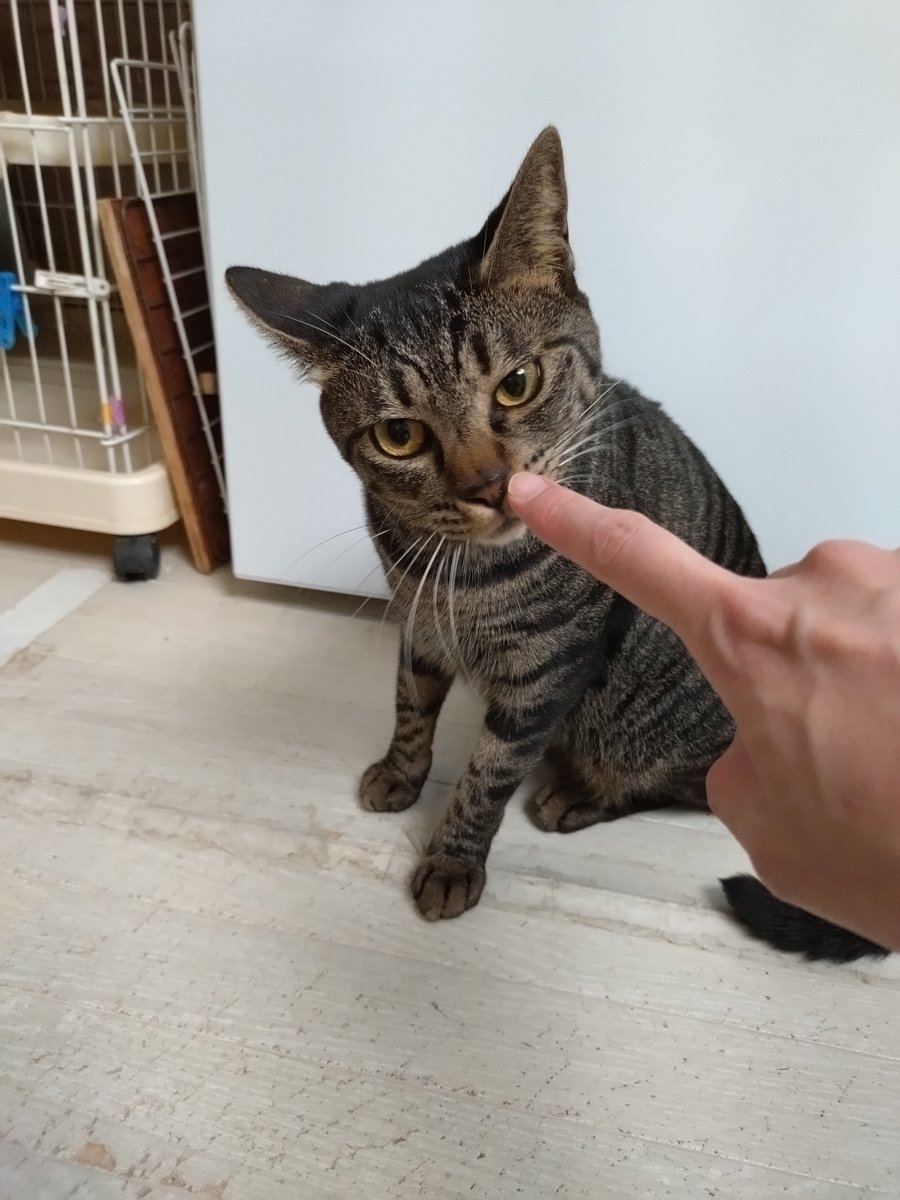 tane_39's tweet photo. トトちゃん♀
とても賢くて人懐っこい俊敏女子
猫には基本厳しめですが気の許した相手にはこっそりデレてたり🤭
#トライアルおめでとう ㊗️（8/5 start）
やきもち焼きなところもあるので愛し愛される環境でたくさん甘えられて嬉しいだろうな
トトちゃん、幸せになってね✨
#信州猫日和 @shinsyuuneko https://t.co/vnPpgjzjws