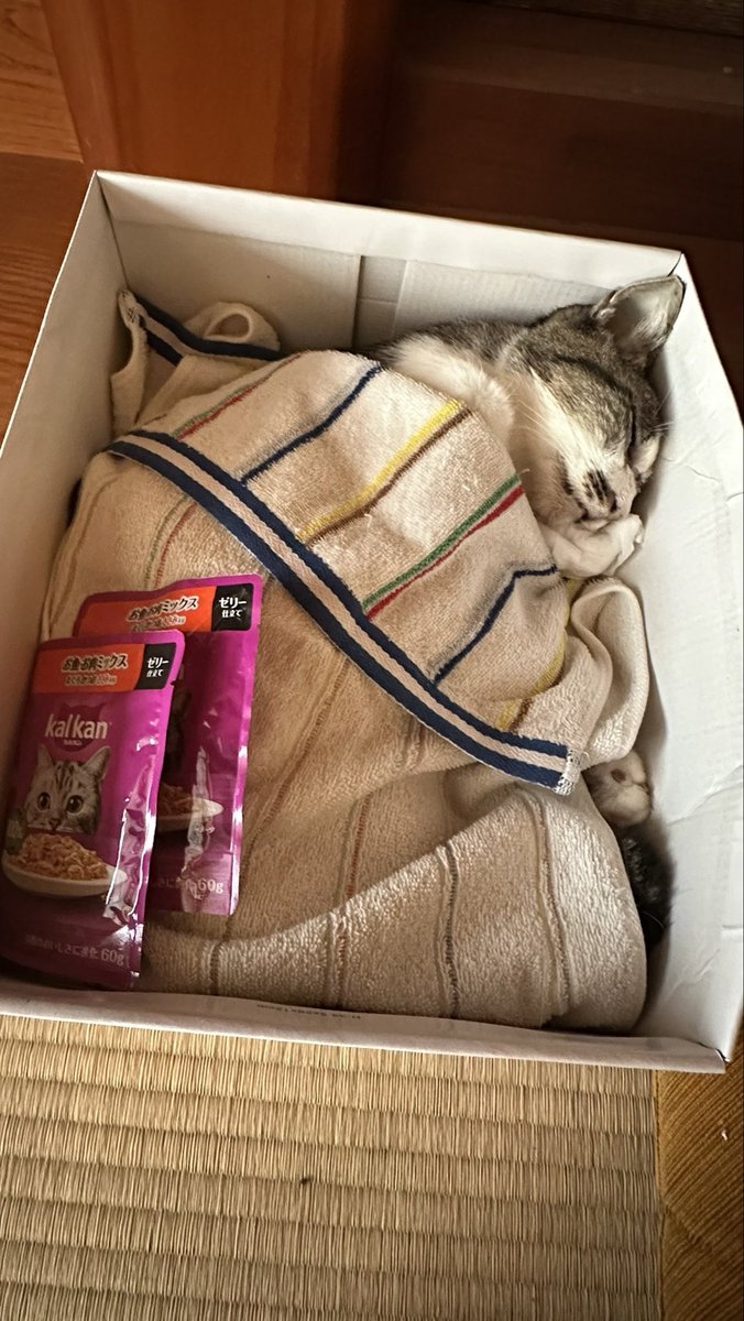 kuronekosan8830's tweet photo. 本日、私の半生を共に過ごしてきた
猫が旅立ちました
言葉なくともお互い
よく通じ合っていたと思っております
また巡り会えると信じて
見送りたいと思います☺️ https://t.co/bD4Q5IpAJu