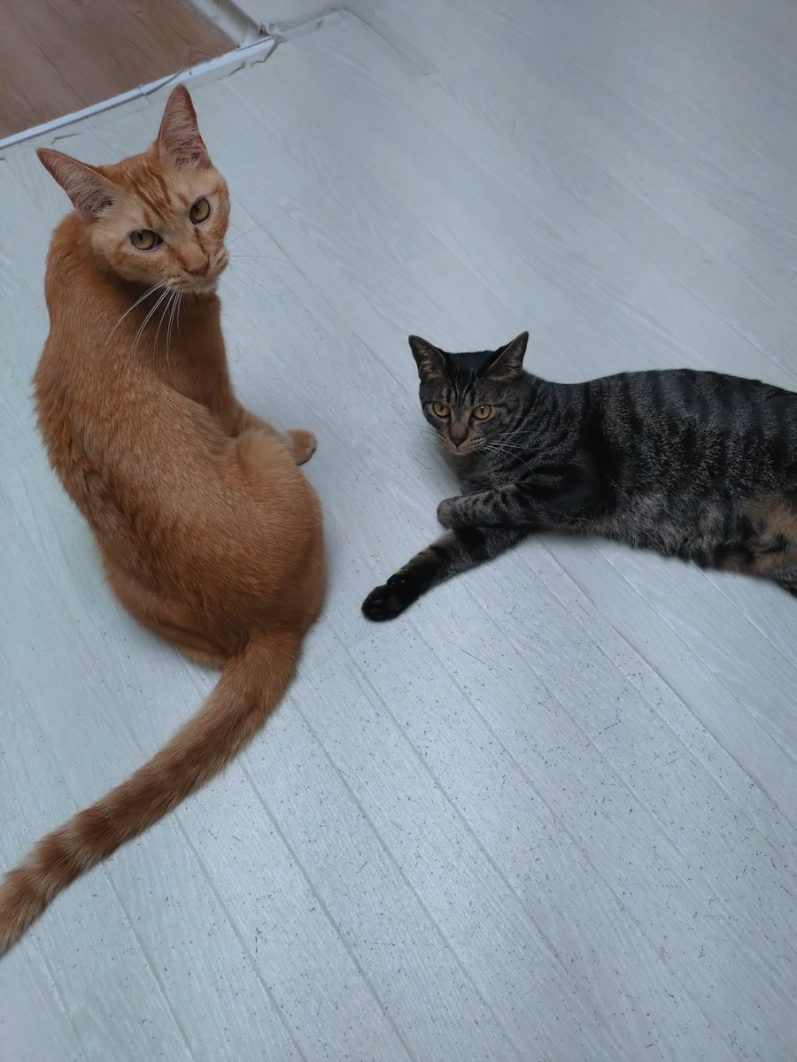 tane_39's tweet photo. トトちゃん♀
とても賢くて人懐っこい俊敏女子
猫には基本厳しめですが気の許した相手にはこっそりデレてたり🤭
#トライアルおめでとう ㊗️（8/5 start）
やきもち焼きなところもあるので愛し愛される環境でたくさん甘えられて嬉しいだろうな
トトちゃん、幸せになってね✨
#信州猫日和 @shinsyuuneko https://t.co/vnPpgjzjws