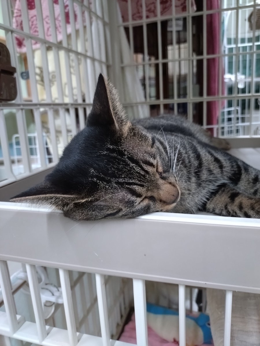 tane_39's tweet photo. トトちゃん♀
とても賢くて人懐っこい俊敏女子
猫には基本厳しめですが気の許した相手にはこっそりデレてたり🤭
#トライアルおめでとう ㊗️（8/5 start）
やきもち焼きなところもあるので愛し愛される環境でたくさん甘えられて嬉しいだろうな
トトちゃん、幸せになってね✨
#信州猫日和 @shinsyuuneko https://t.co/vnPpgjzjws