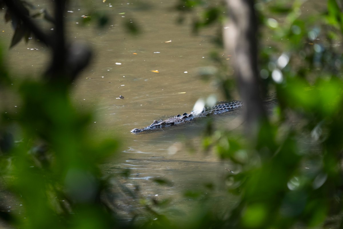 ottergaotter's tweet photo. シンガポールの湿地、
たくさんの動物に会えましたその②🐊📷
@Sungei Buloh Wetland Reserve #sungeibuloh #wildsingapore #reptilesofinstagram #wildlifephotography https://t.co/6N4cHv5GvN