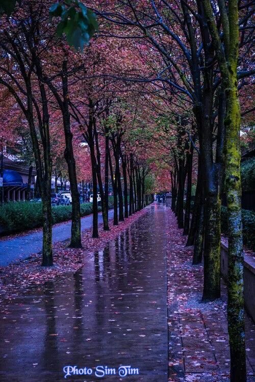 spooky_nature's tweet photo. flowers and rain 🌸🌧️ https://t.co/UHvVNXnGJm
