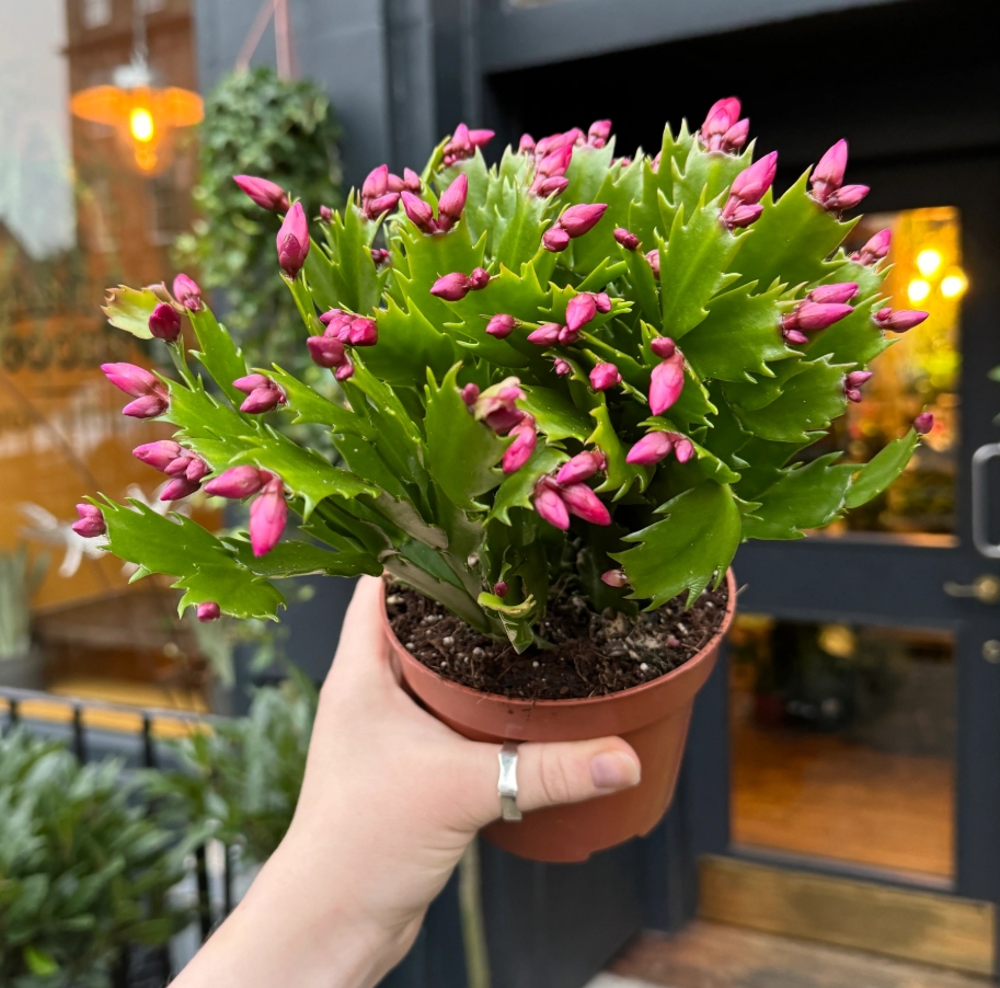 AleshaBoozac's tweet photo. Overwatering kills more houseplants than underwatering! Let soil dry 1-2 inches deep before next watering  #PlantCareTips， https://t.co/HIIngmlxM4