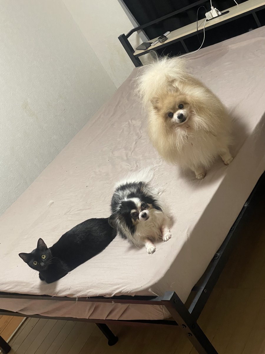 mmhhohas's tweet photo. 仲良しいい事
#ポメラニアン
#チワワ
#黒猫 https://t.co/e0BCI0bGsT