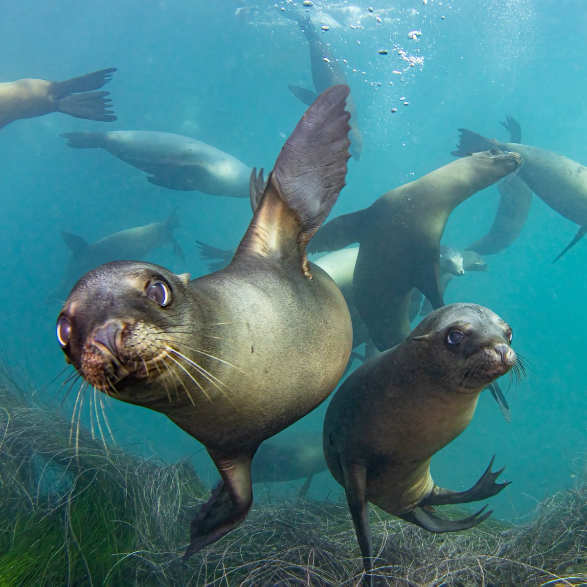 Discovery's tweet photo. Did someone say sea lion party?? 🦭🎉

📸: Douglas Klug

#sealion #ocean https://t.co/8xaqtEE88l