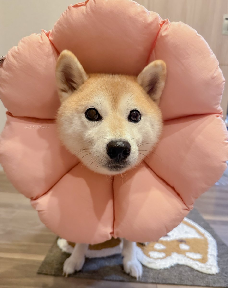 shiba210912's tweet photo. おてての指間のデキモノに塗ったお薬をぺろぺろしないためにお花さんになってる https://t.co/V9YaGwwhO3