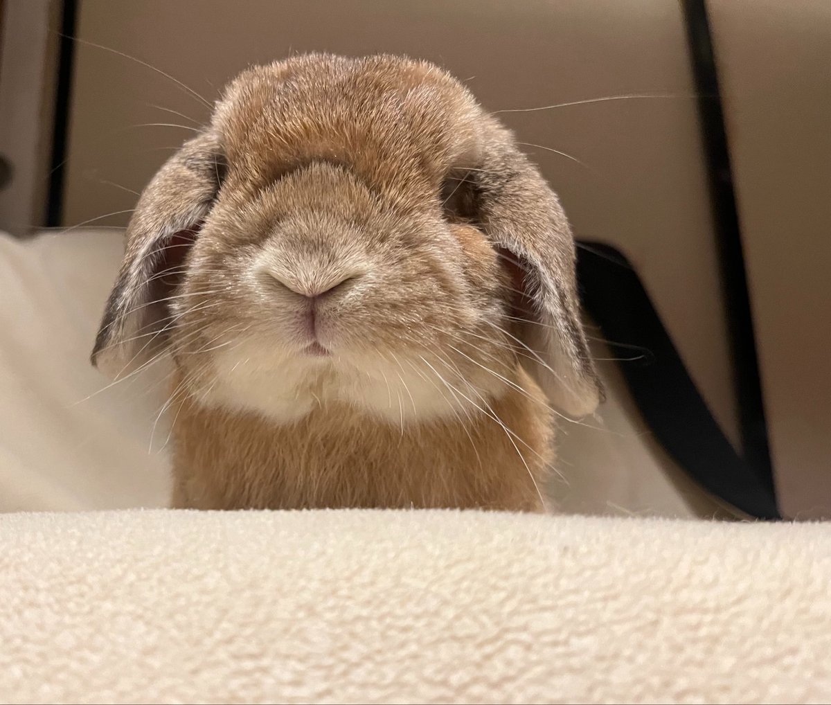 tantapoo_may23's tweet photo. かわいいかわいいお口汚れてるねえかわいいねえ https://t.co/xPIjiVguSQ