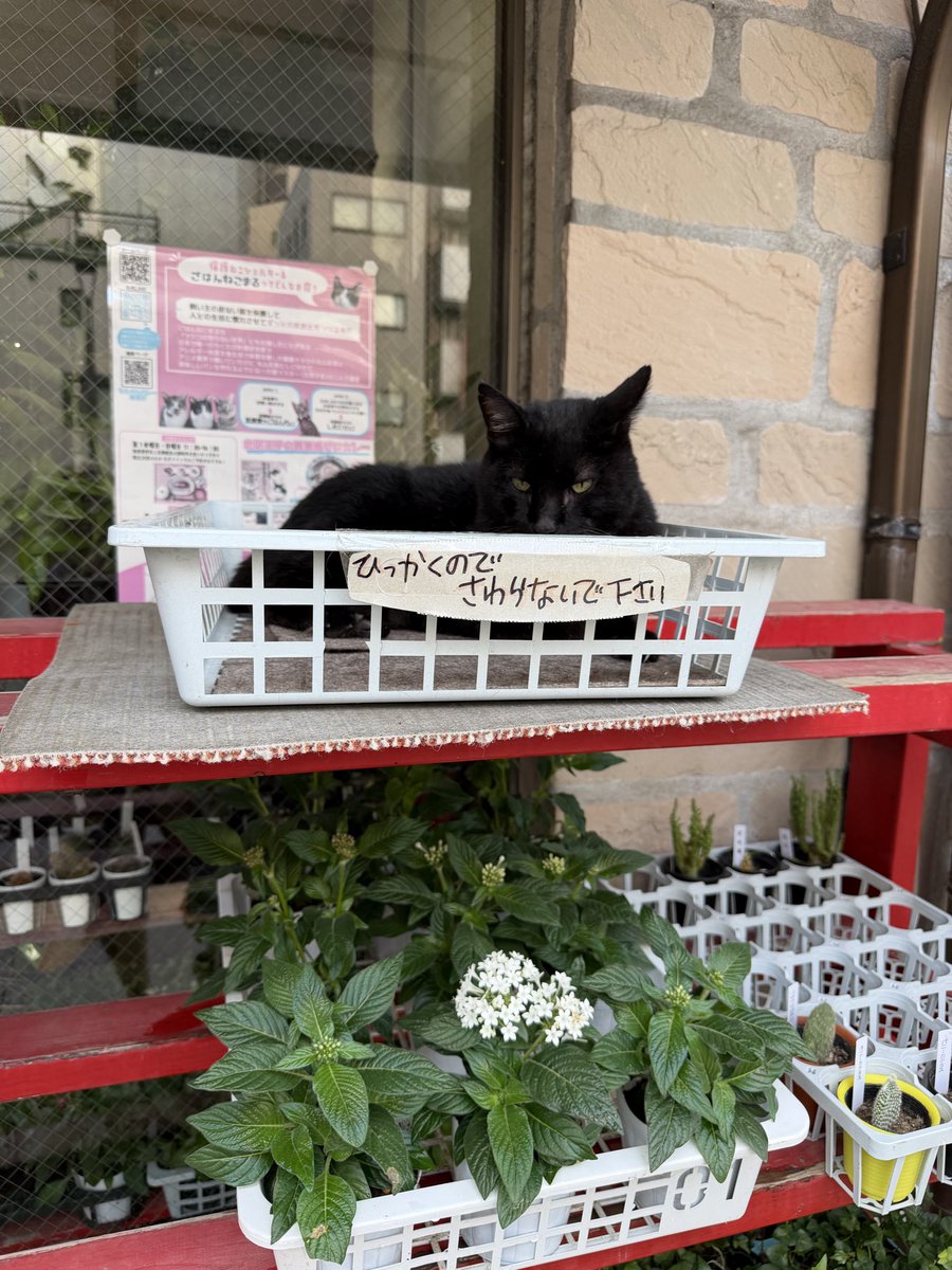 bearschoice64's tweet photo. ここ最近のしっぽな。定位置によくいます。 https://t.co/w6UPjCTIYJ