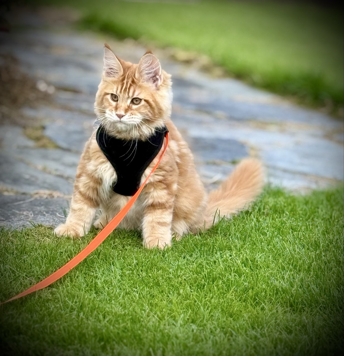 MikkelCoin's tweet photo. Every legend starts small.
    Mikkel started with oversized paws, oversized ears and very oversized confidence.
    $MIKK https://t.co/Us24b0MIo3