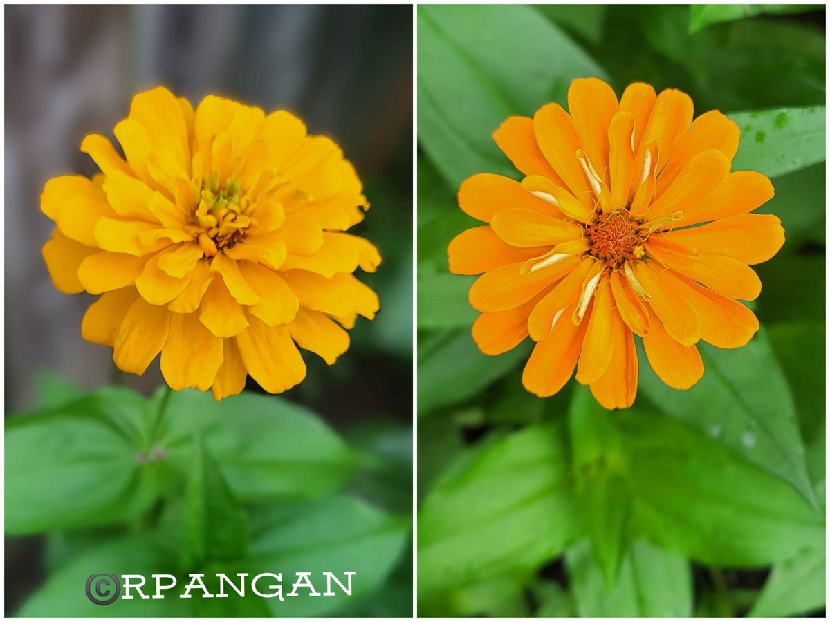peREMnial's tweet photo. Two pretty zinnias, wearing different shades of sunshine. โจ๏ธ
#SundayYellow
#MyGarden
#zinnias
#flowers
#gardening
#gardenshour
#yellowzinnias
#flowerphotography
๐ธ Aug 23 & Sept 1, 2026 https://t.co/sjhSlxmzkr