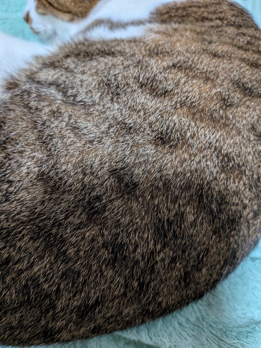 ShinobuChitose's tweet photo. 昨日、アライさんシバいた手でヌコ撫でながら己に矛盾を問う。

同じケダモノなのになぁ…

無責任さんが恨めしいよ。
なんで外に放したのかね。
凶暴なのは最初からわかってたやろに。 https://t.co/tUTBPUkOM6
