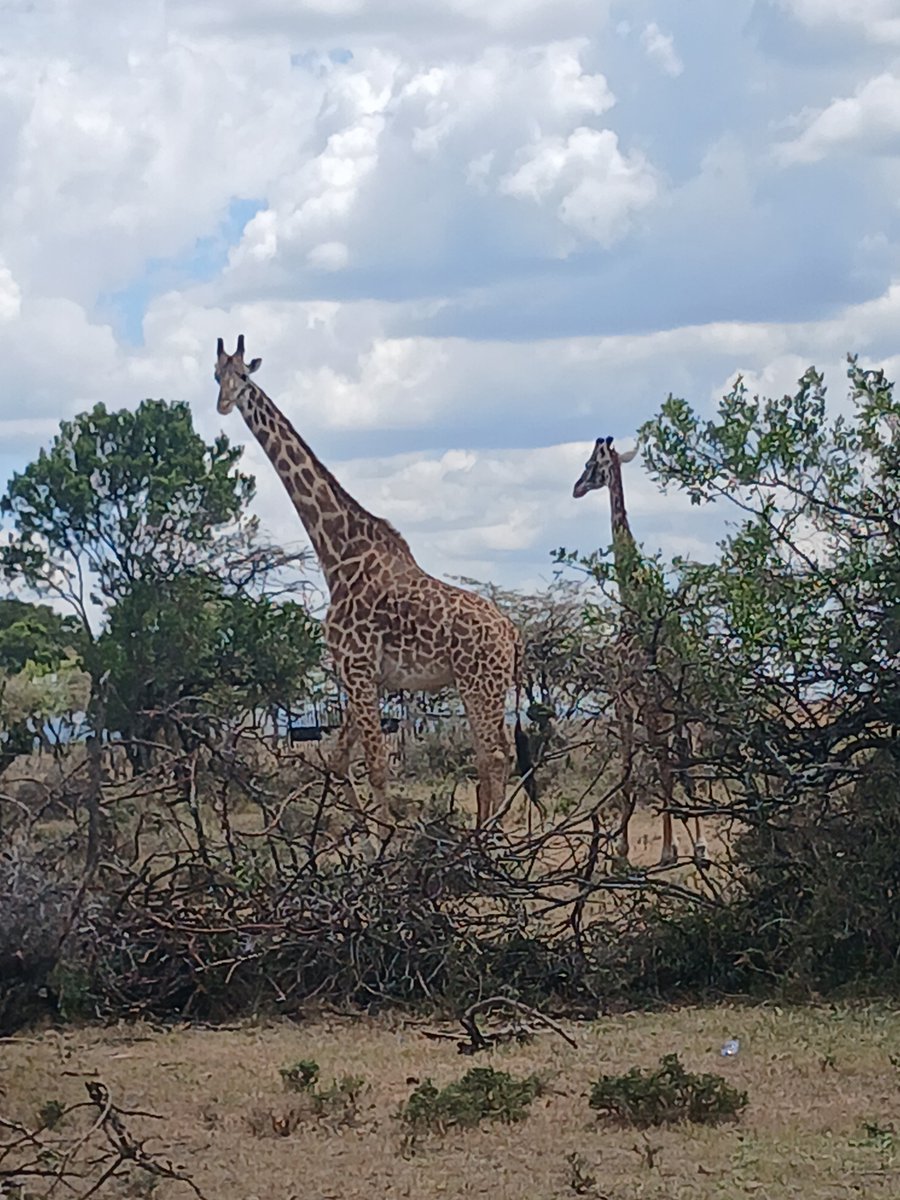 Medukenya21 tweet picture