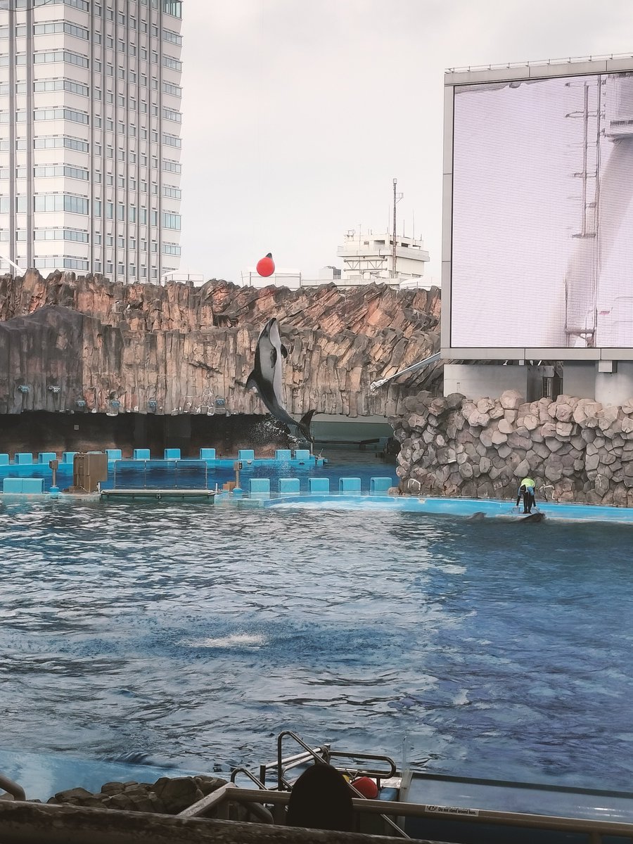 engeki__Hina's tweet photo. 名古屋港水族館🪼
2枚目のｺｯﾁﾐﾀ……みたいな魚がお気に入り https://t.co/8P2qr94BZu