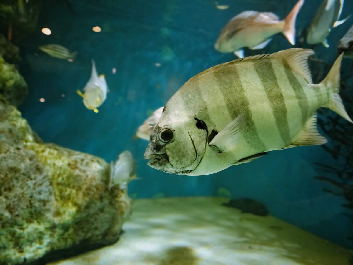 engeki__Hina's tweet photo. 名古屋港水族館🪼
2枚目のｺｯﾁﾐﾀ……みたいな魚がお気に入り https://t.co/8P2qr94BZu