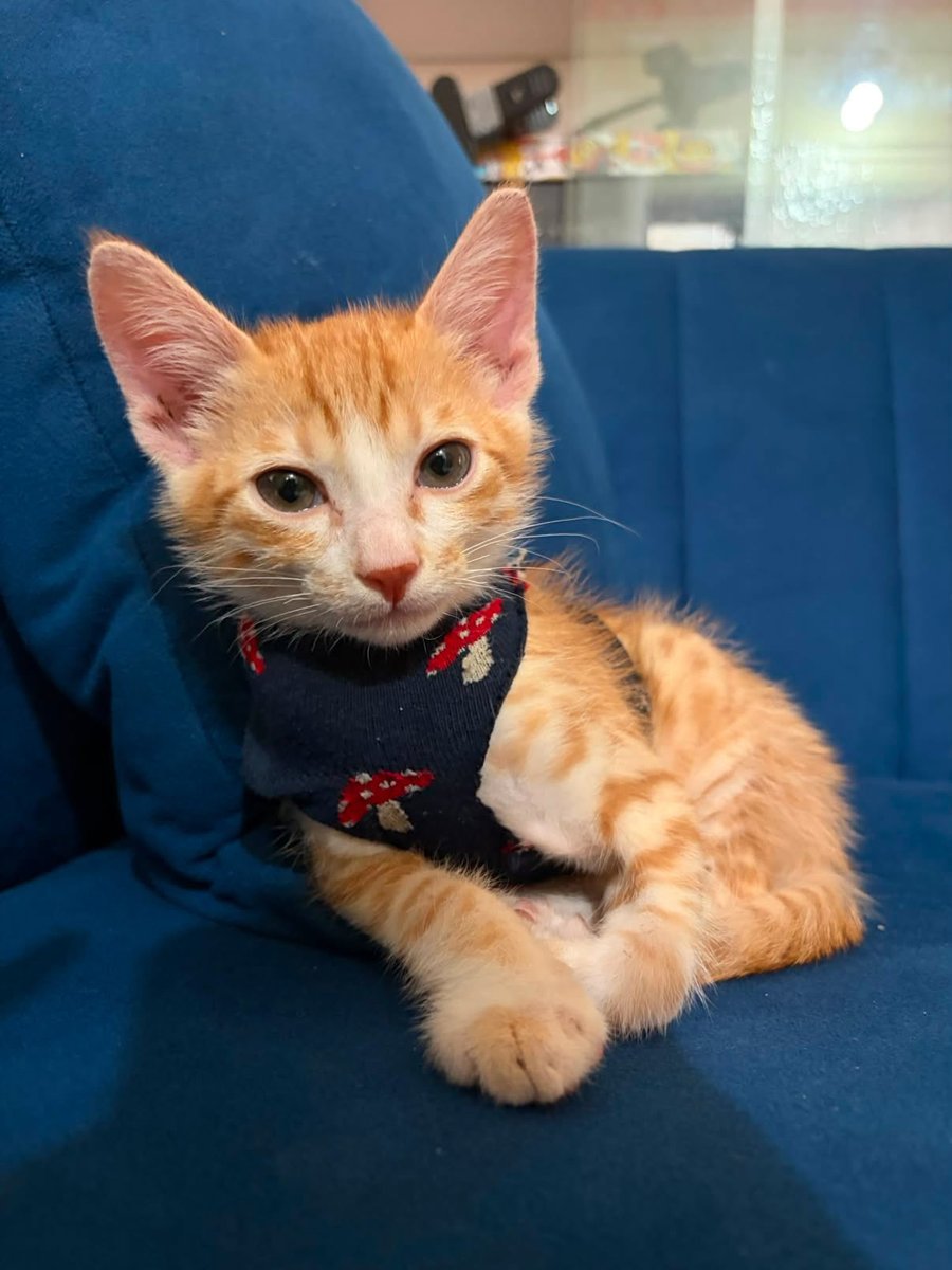 yourcatposted's tweet photo. Which photo 1-4 is your favourite?🥰
📸 ig: _chaosbymilo https://t.co/kPzqcdLe7H