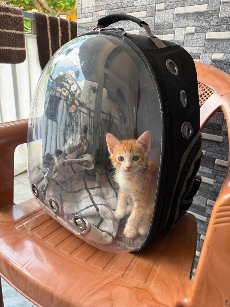 yourcatposted's tweet photo. Which photo 1-4 is your favourite?🥰
📸 ig: _chaosbymilo https://t.co/kPzqcdLe7H