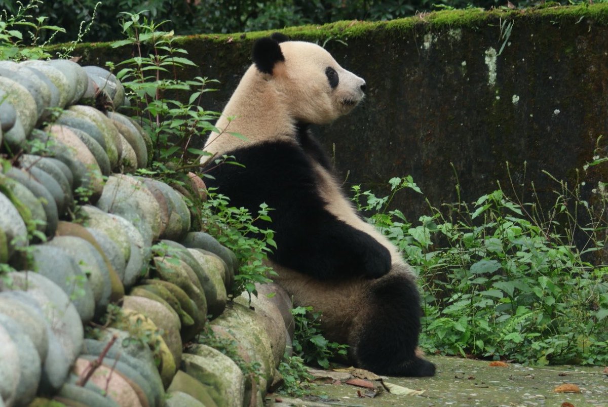 nami73panda's tweet photo. 中の人休憩中なシャンシャン🐼
2026.9.13
#シャンシャン　#香香　
#中国大熊猫保护研究中心雅安基地 https://t.co/csB4XXSouA
