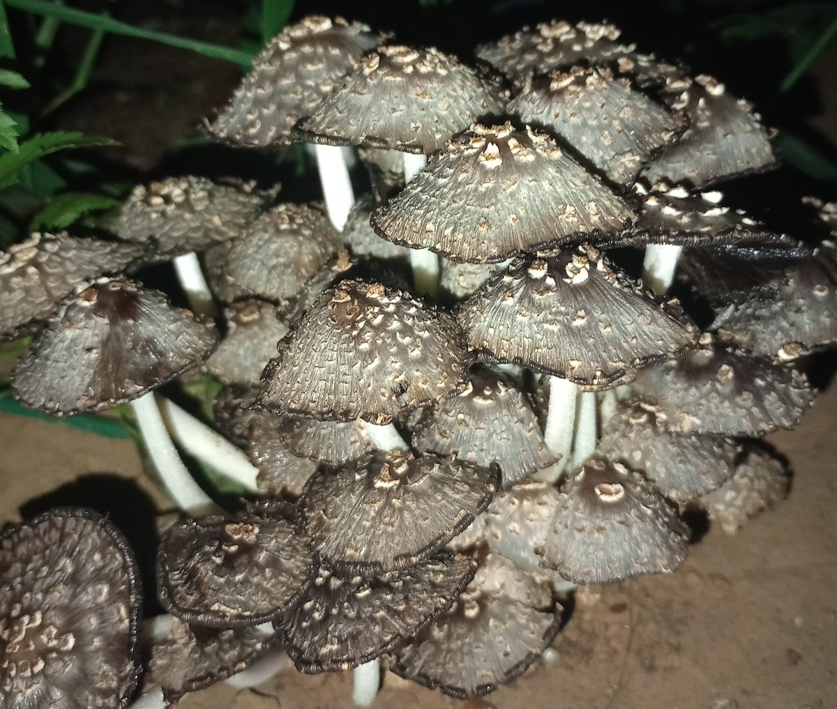 arsenic_frog's tweet photo. Ink Capz   ✧₊∘
.・。.・゜✭・.・✫・゜・。.
#mushrooms https://t.co/QcP3BMB5BR