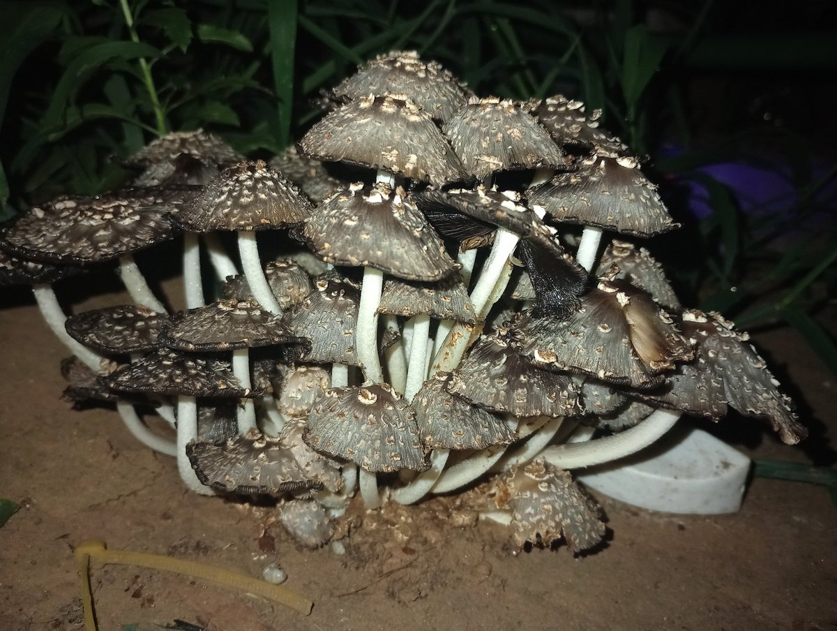 arsenic_frog's tweet photo. Ink Capz   ✧₊∘
.・。.・゜✭・.・✫・゜・。.
#mushrooms https://t.co/QcP3BMB5BR