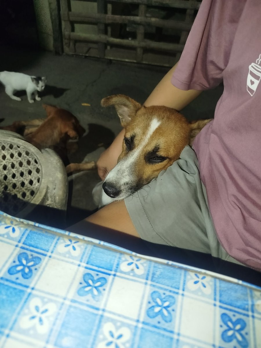 nftDEEDJACK's tweet photo. Me and my friends and cousins helping our neighbor because they will move now. 
Sadly like what I told before they can't brong their dogs . Look how one of them cuddle with a worry eyes one of my friend .

I also told before my little shelter is already full . But how can I say No to this .?

#dog #pup #animallove