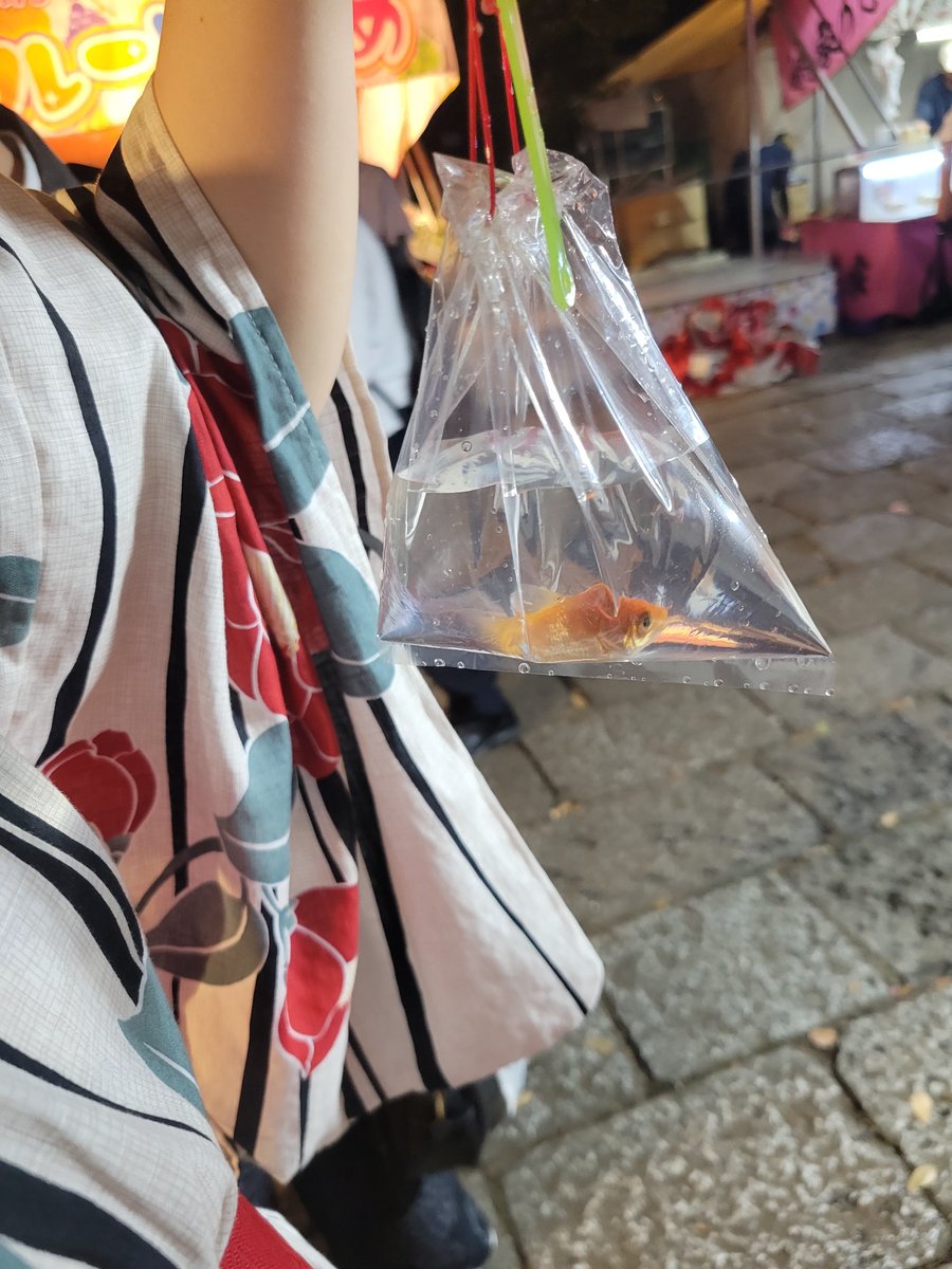 _misya7_'s tweet photo. はじめて自力で金魚とれた！！ https://t.co/KtwKBTC86M