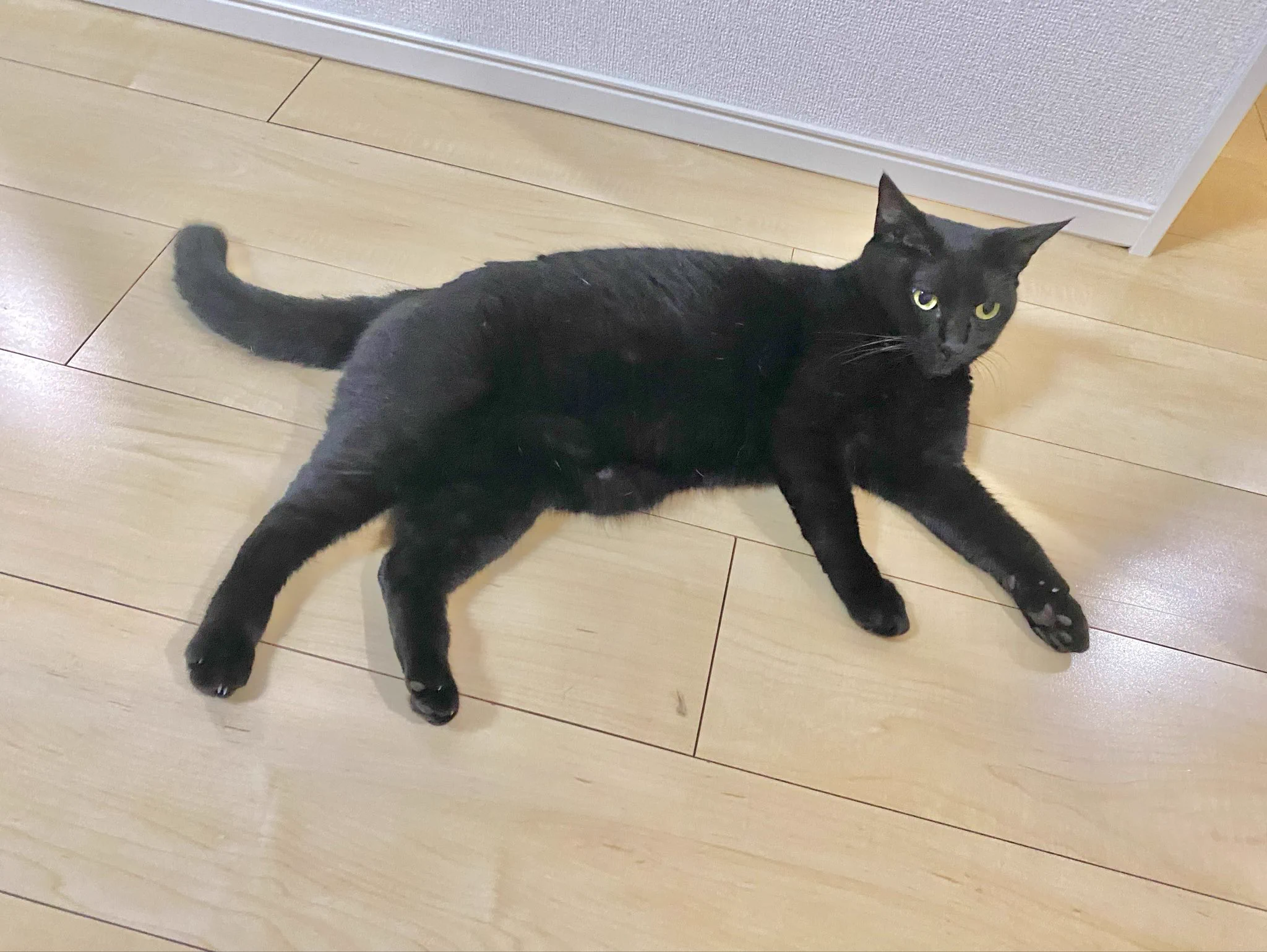 youpi🐈‍⬛黒猫 on X: 