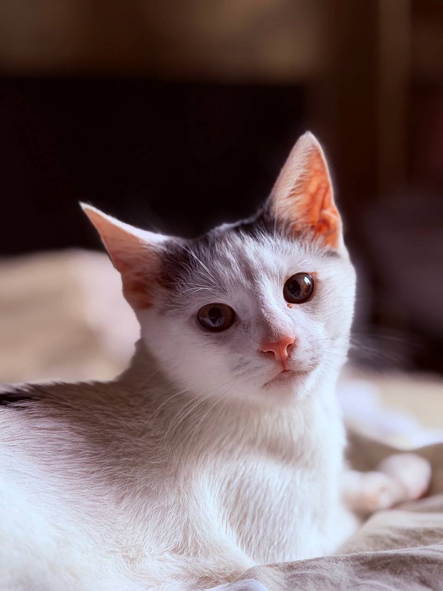 wowcats_ua's tweet photo. Давно не бачила кошенят з такою милою мордочкою. Тьома. Забирайте скоріше та любіть це диво. КИЇВ https://t.co/KKdKa4AEan