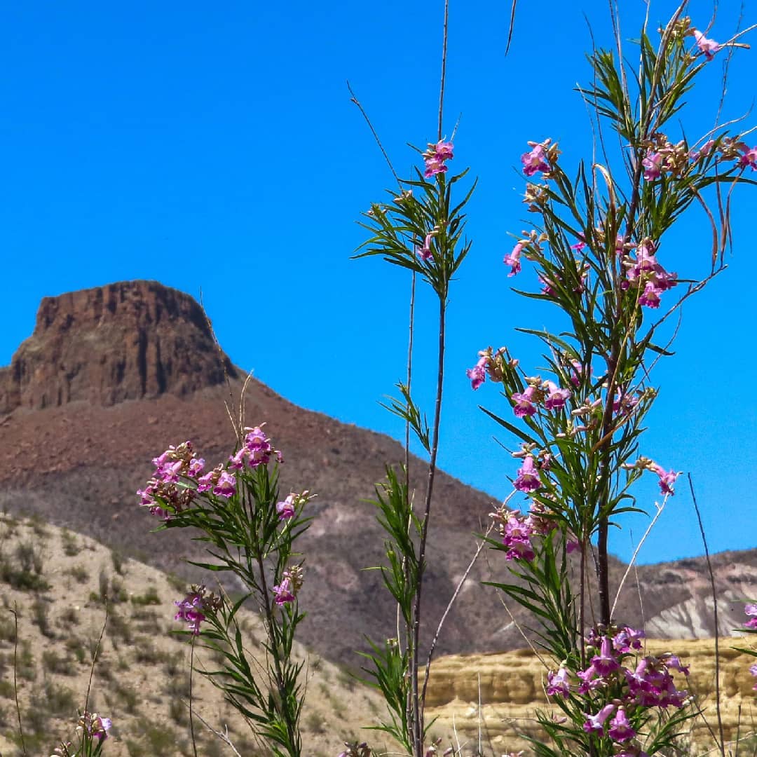 NorrisCroabr's tweet photo. Big Bend a few weeks ago: rain had refreshed the desert, summer heat hadn’t arrived, and wildflowers and cacti were in full bloom. https://t.co/2oHVo7Awar