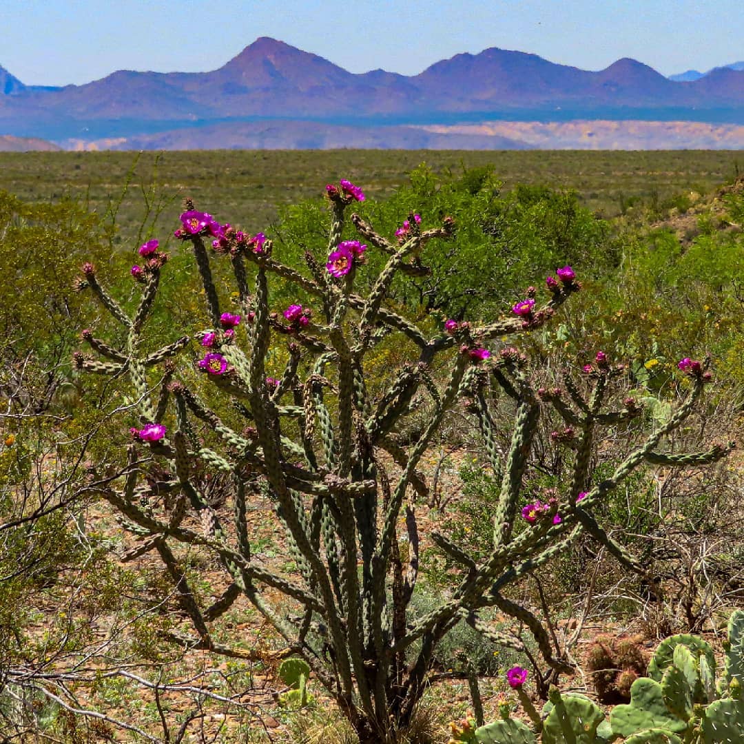 NorrisCroabr's tweet photo. Big Bend a few weeks ago: rain had refreshed the desert, summer heat hadn’t arrived, and wildflowers and cacti were in full bloom. https://t.co/2oHVo7Awar