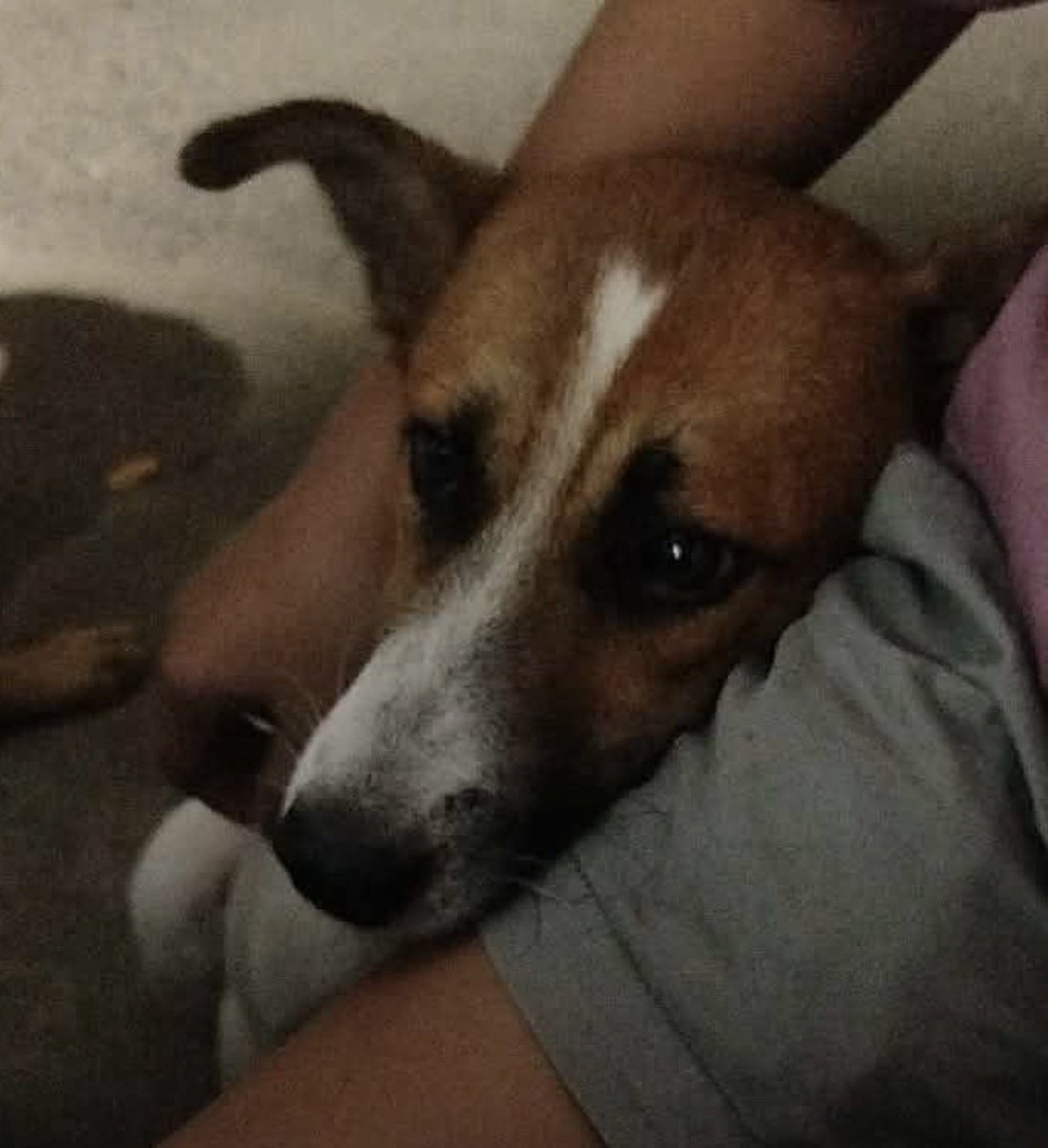 JACKandDStrays's tweet photo. How can you say "NO" to this face huh?? https://t.co/QRmf4wGHB1